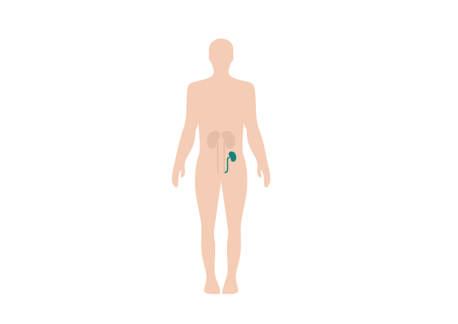Illustration of a human body