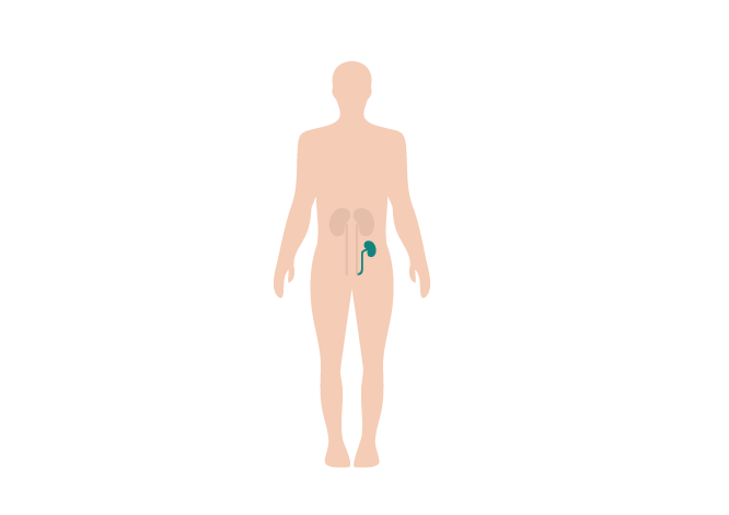 Illustration of a human body